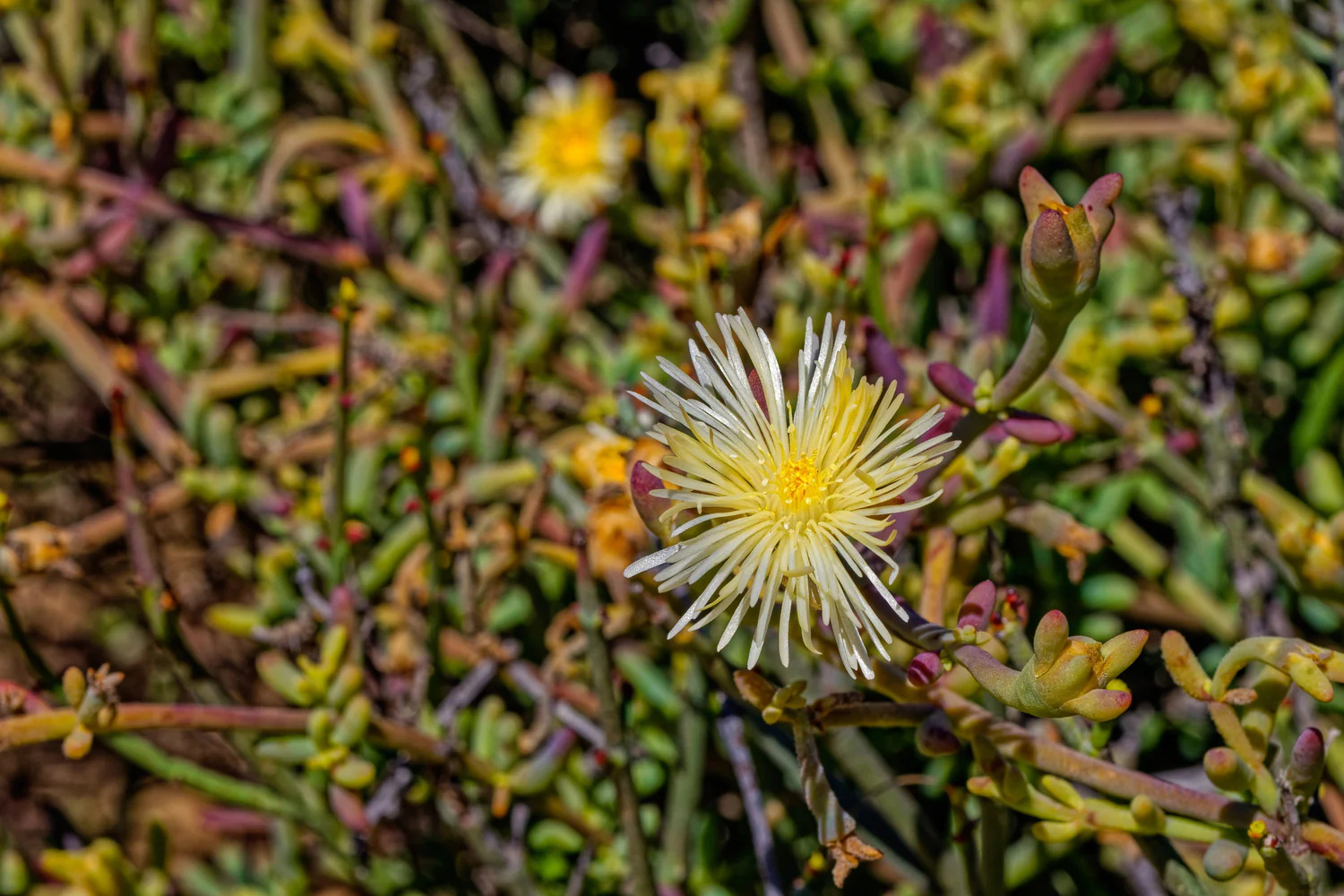 Kanna_Sceletium_tortuosum bylina